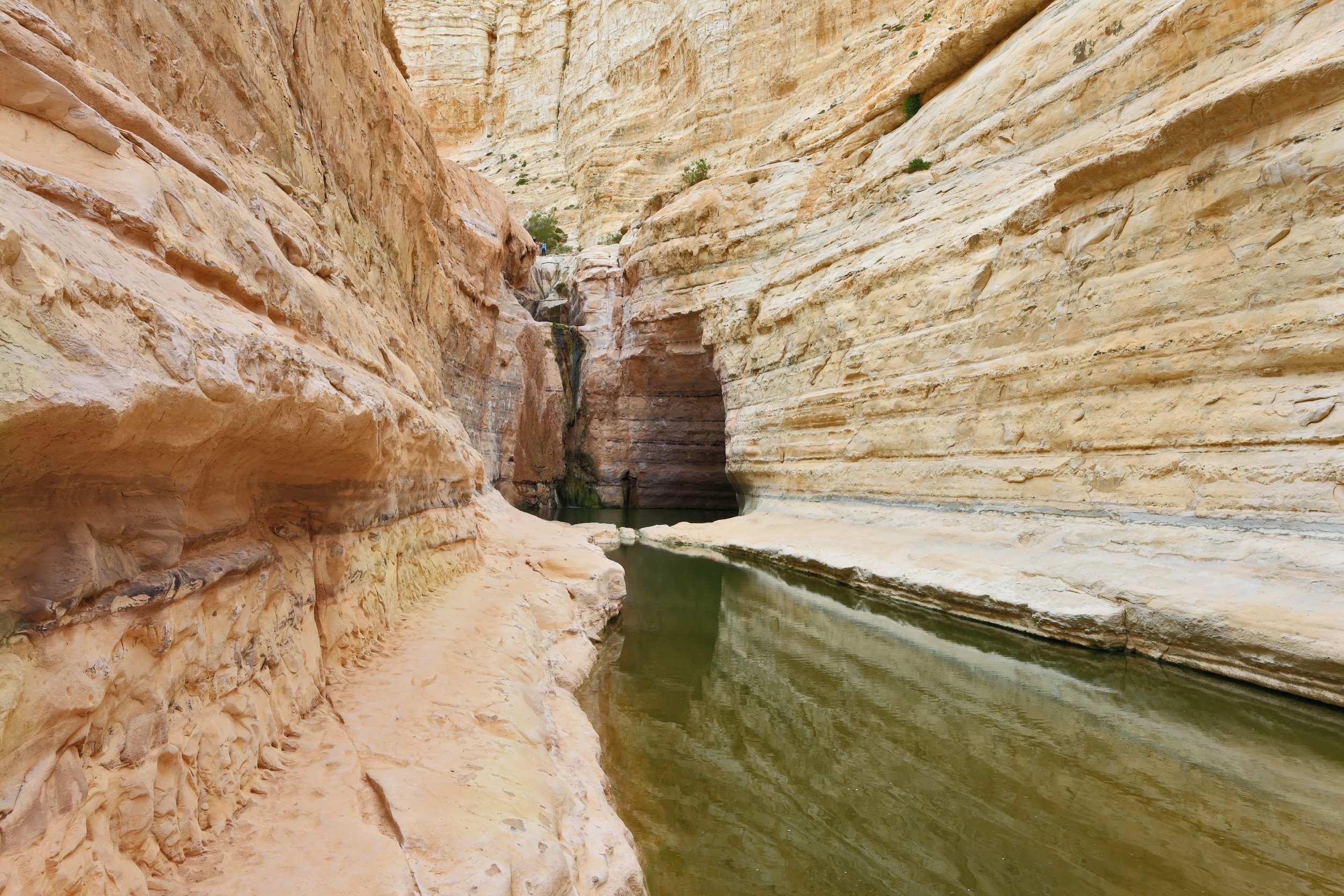 White Canyon Walls Of Ein Avdat With A Water Stream